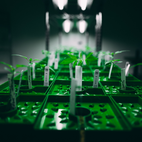 Why It Matters to Understand the Provenance of Your Strains with Genetic Markers
