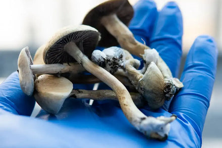 The Rise of Psychedelic DNA Testing: Personalizing Mental Health from the Inside Out
